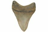Fossil Megalodon Tooth - North Carolina #225819-1